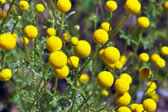 Stinknet, or Globe Chamomile as it is erroneously called has pretty rounded yellow flowers that unfortunately result in many folks wanting to bring it home as a garden species. You should resist any temptation to encourage this aggressive habitat destroying species. Oncosiphon piluliferum